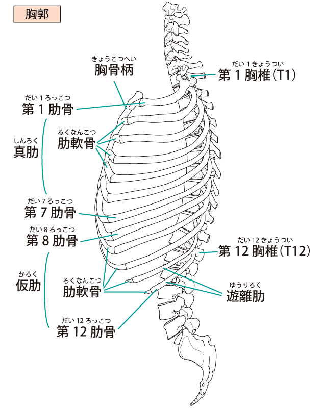 胸郭の解剖