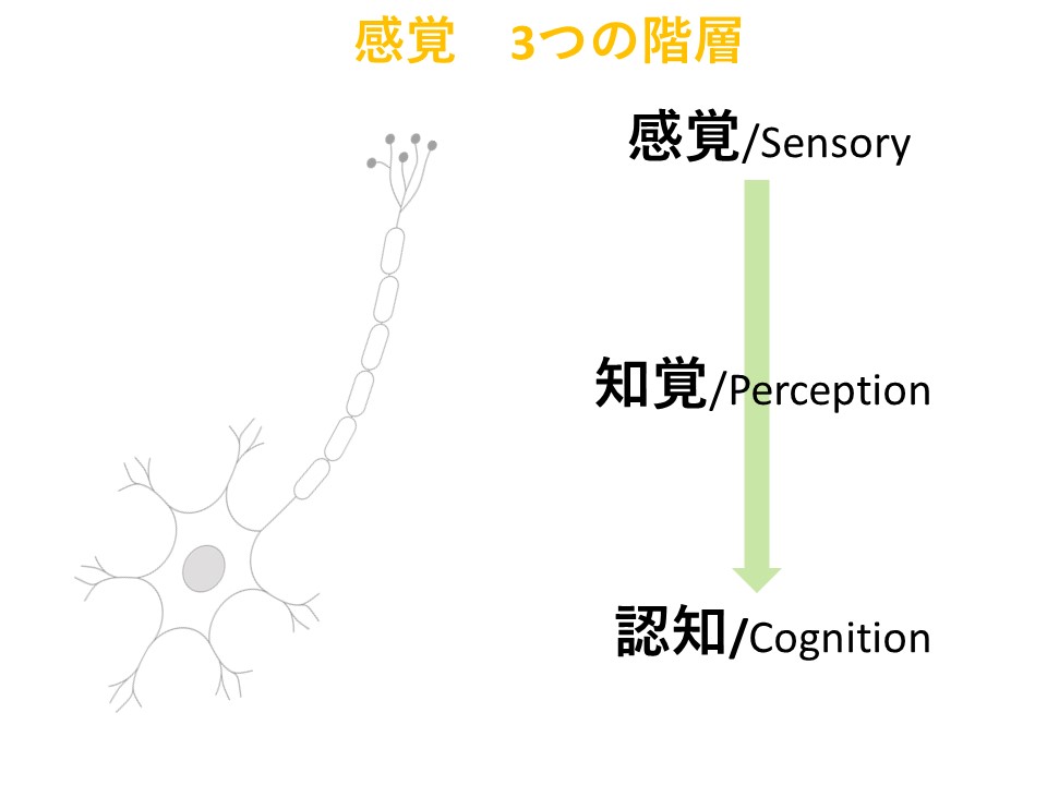 感覚の3つの階層