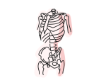 【脳卒中 体幹の柔軟性を高める】脊柱 体幹 末梢