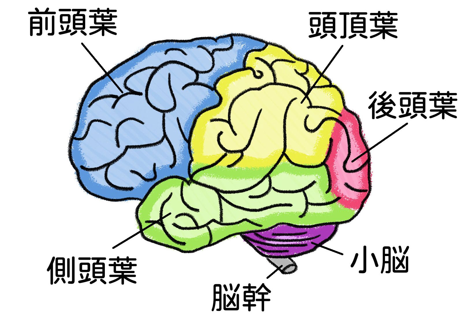 片麻痺のリハビリを脳機能から考える 小脳と基底核から紐解く各症状の