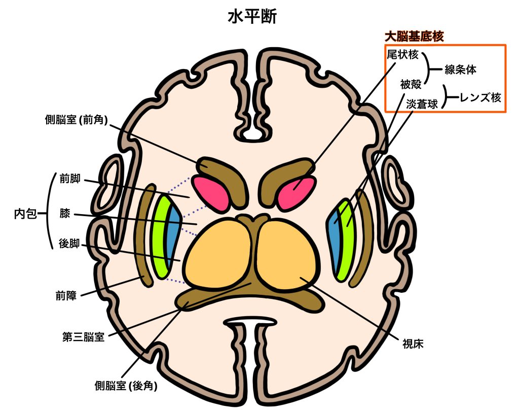基底核