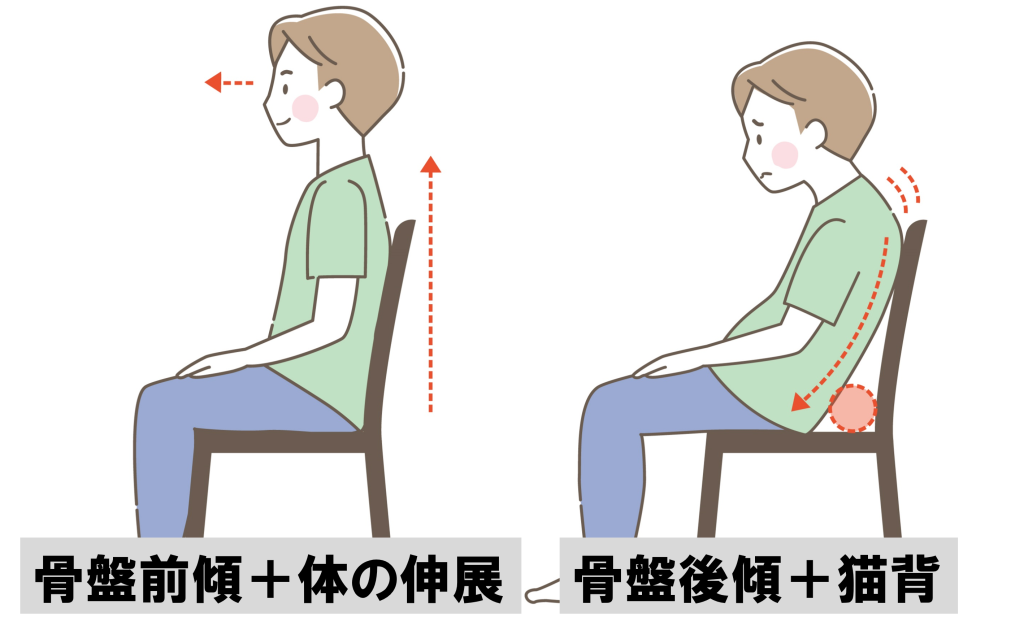 骨盤の動きと姿勢