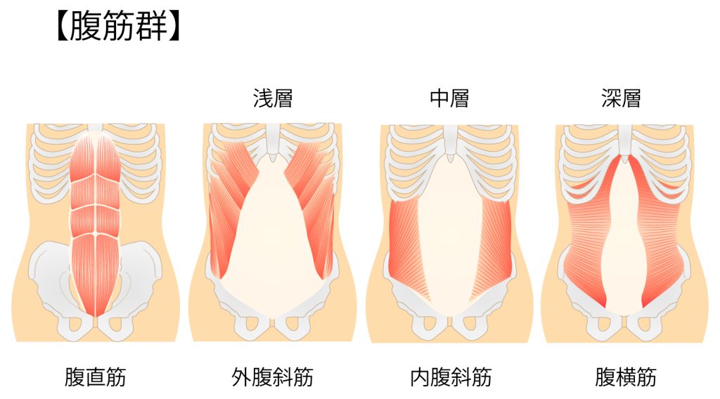 腹筋群