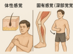 脳卒中後の感覚障害のリハビリとは？ 痛みや持っている感覚など４つの質問を解説