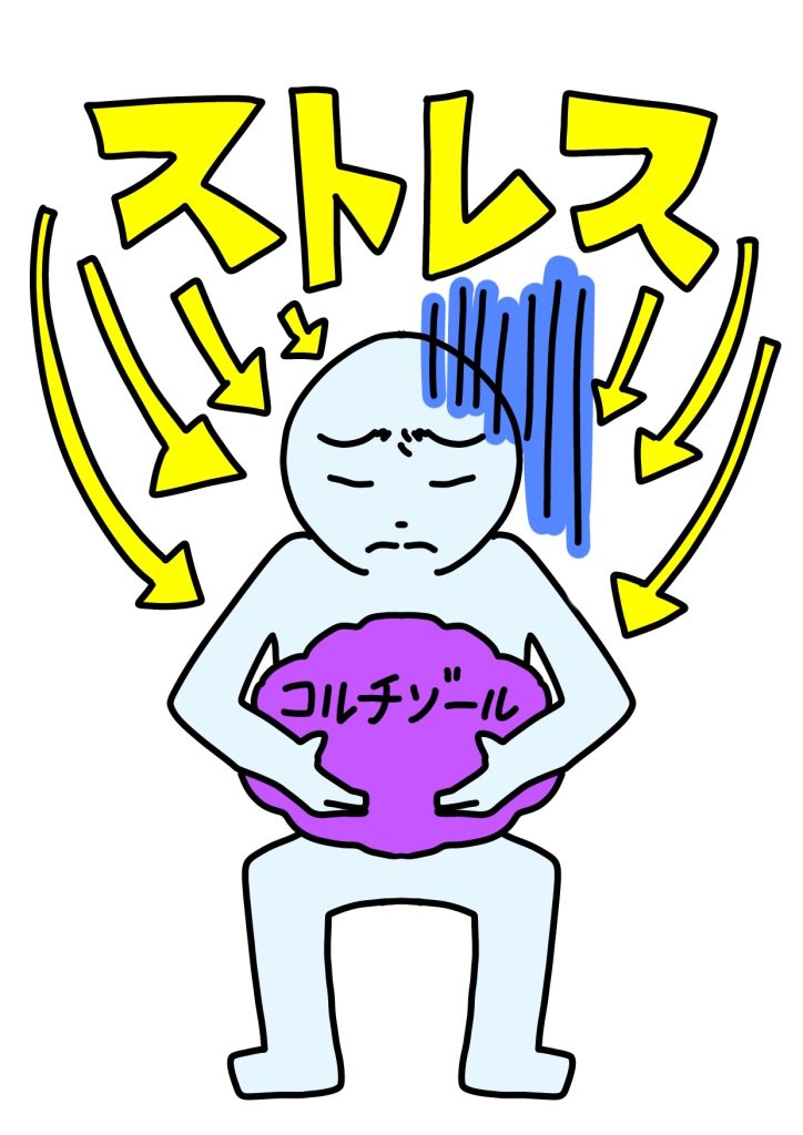 コルチゾール