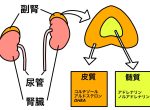 高血圧、血糖値が高い、肥満はストレスのサインかも⁉鍼灸で改善できる可能性
