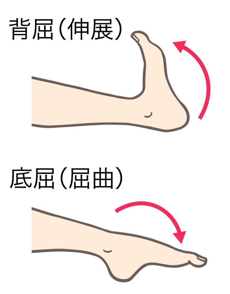 足関節の底屈と背屈