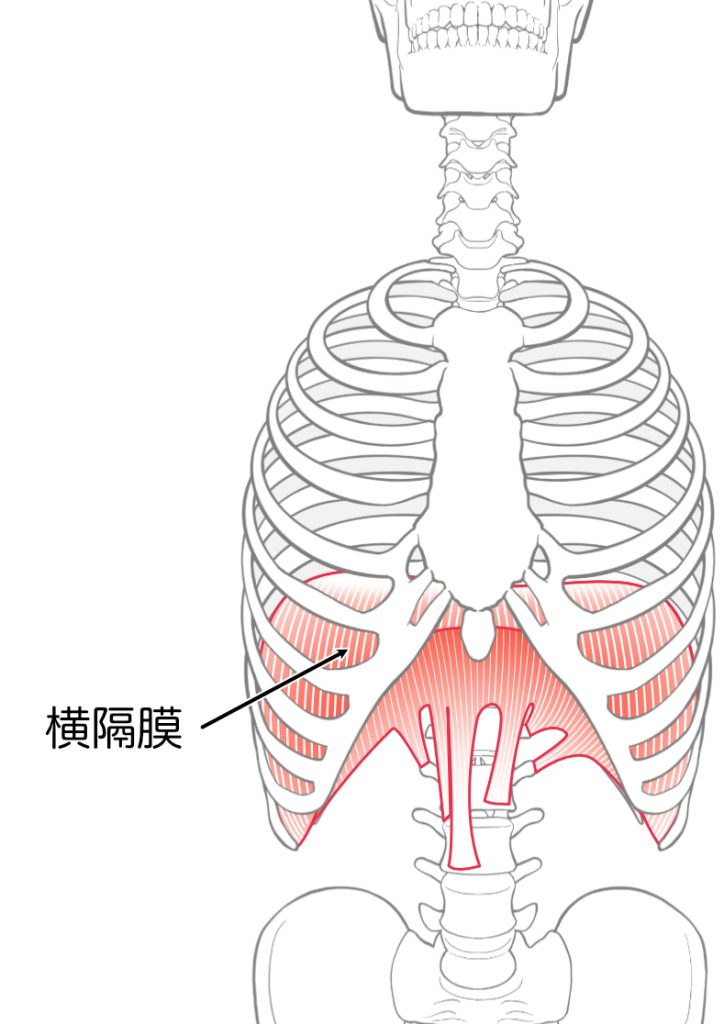 横隔膜